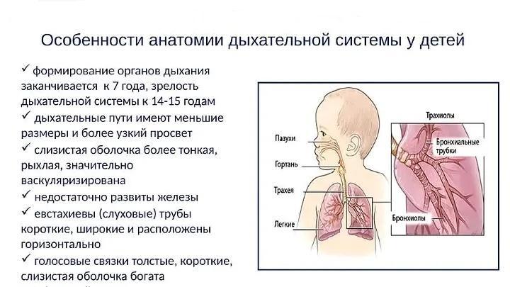 Дыхательная система у малышей