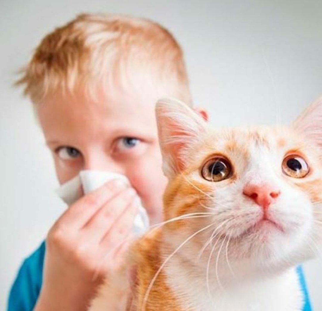 Аллергия на кота у грудничка фото