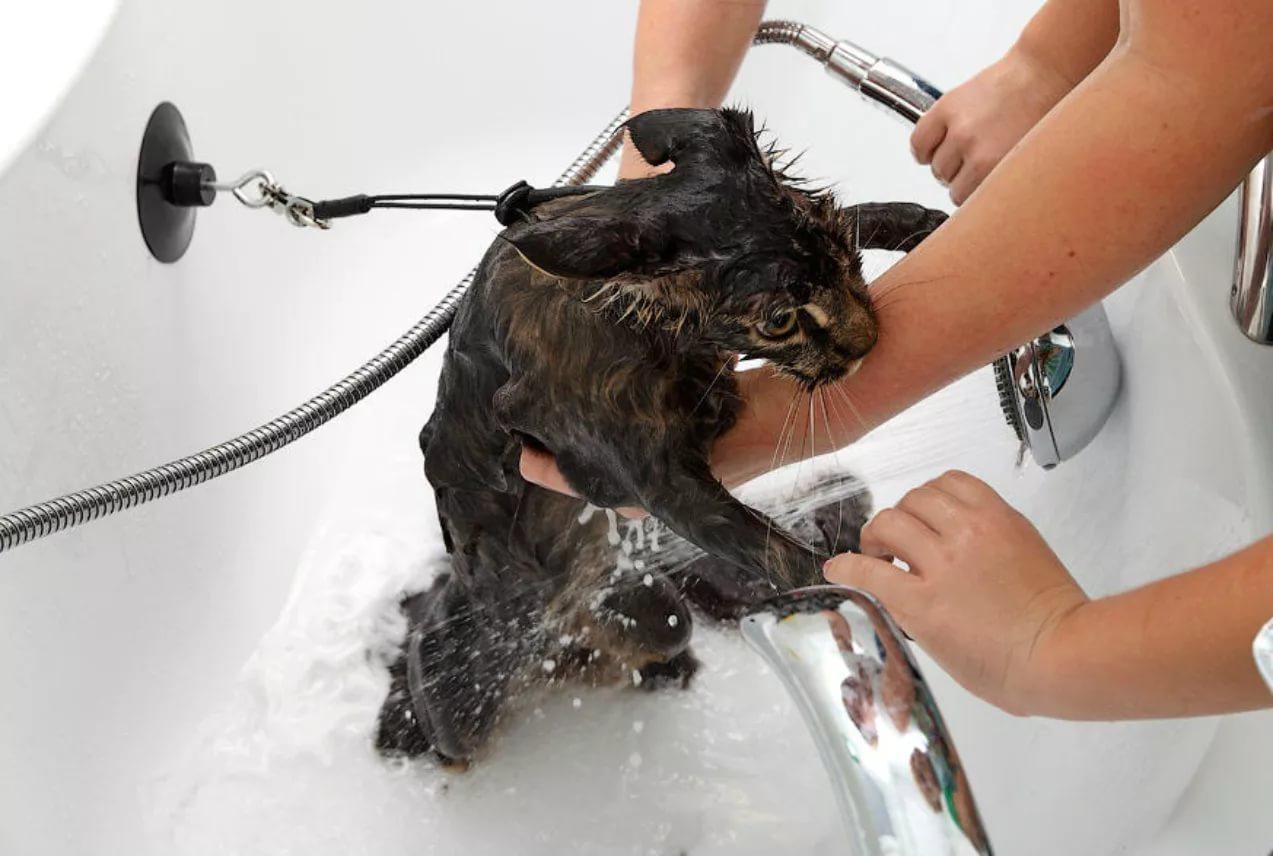 За домашним животным нужно следить и часто мыть